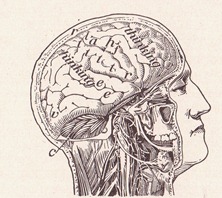 Human brain