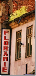 Florarie.Str. Baia de fier Bucuresti