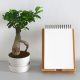 ecotic
