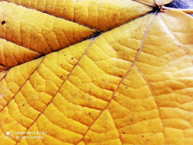 foto macro xiaomi