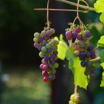 magazin online de vinuri