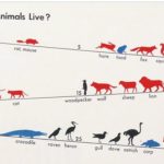 durata viata animale