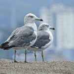teoria conspirației păsările nu sunt adevărate